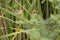 Graceful Prinia on a reed leaf