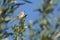 Graceful Prinia on top of a branch