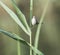 Graceful prinia warbler perched on a blade of grass