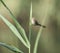 Graceful prinia warbler perched on a blade of grass