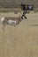 Graceful pronghorn antelope at Gardiner in Montana