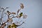 Graceful Psittacara leucophthalmus bird at the end of the tree in the late afternoon