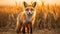 Graceful Red Fox in Golden Wheat Field