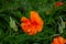 graceful red fragile poppies in the meadow, beautiful flowers for a loved one, summer atmosphere on a poppy field