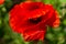 graceful red fragile poppies in the meadow, beautiful flowers for a loved one, summer atmosphere on a poppy field