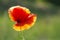 graceful red fragile poppies in the meadow, summer atmosphere on a poppy field