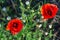 graceful red fragile poppies in the meadow, summer atmosphere on a poppy field