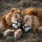 Graceful repose Brown lions reclining together on vibrant green grass