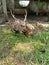 Graceful Rest: A Serene Snapshot of Deer in the Meadows