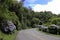 Graceful road full of flowers