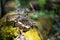 Graceful royal python with a beautiful pattern on the skin in a green terrarium. Various plants grow around the snake.