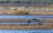 Graceful sandhill crane glides in for a landing at Bosque del Apache