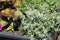 Graceful Sandmat Euphorbia hypericifolia plant with white flowers in garden