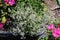 Graceful Sandmat Euphorbia hypericifolia plant wwith white flowers in garden