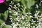 Graceful Sandmat Euphorbia hypericifolia plant wwith white flowers in garden
