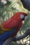 Graceful scarlet macaw resting on a branch