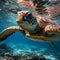 Graceful Sea Turtle in Crystal Clear Waters