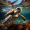 Graceful Sea Turtle in Crystal Clear Waters