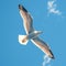 Graceful seagull in flight against the backdrop of blue sky
