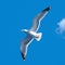 Graceful seagull in flight against the backdrop of blue sky