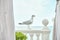Graceful seagull stands on antique railing of hotel terrace