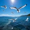 Graceful Seagulls Soaring Over Azure Ocean