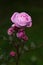 Graceful shoots of medium pink roses with buds on dark green garden background