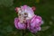 Graceful shoots of medium pink roses with buds and fading flowers against a dark green garden