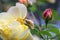 Graceful shoots yellow roses with buds and fading flowers against a dark green garden