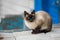 Graceful Siamese cat sitting on pile of bricks