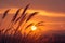 Graceful silhouette Grass flower in the serene glow of sunset