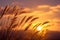 Graceful silhouette Grass flower in the serene glow of sunset