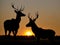 Graceful Silhouettes: Antelopes Embracing the Golden Serenity