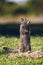 Graceful sitting squirrel exudes charm in enchanting nature capture