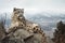 Graceful Snow Leopard: Stalking Prey in Snow-Covered Himalayan Mountains