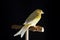 Graceful Splendor: Yellow Female Canary Perched on Wooden Stand