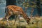 Graceful Spotted Deer with Majestic Antlers Grazing in Lush Forest, Serene Nature Wildlife Scene