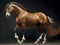 Graceful Stallions: Stunning Horse Picture for Sale