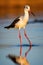 Graceful Stilt Bird Wading in Water with Perfect Reflection - Generative AI