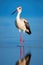 Graceful Stilt Bird Wading in Water with Perfect Reflection - Generative AI