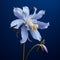 Graceful Surrealism: A Captivating Micro Photograph Of A Blue Columbine