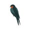 Graceful swallow bird with colored plumage, back view vector Illustration on a white background