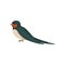 Graceful swallow bird with colored plumage, side view vector Illustration on a white background