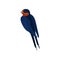 Graceful swallow bird with red plumage around the beak and dark blue wings. back view vector Illustration on a white