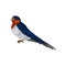 Graceful swallow bird with red plumage around the beak and dark blue wings. side view vector Illustration on a white