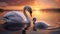 a graceful swan delicately cleaning her cygnet on a calm,