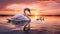 a graceful swan delicately cleaning her cygnet on a calm,