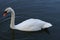 Graceful swan floating on a lake