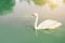 Graceful swan floating in the pan, pour the emerald green lake.