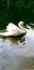 Graceful Swan In A Lake